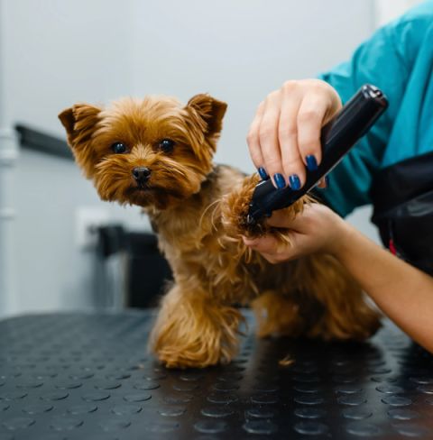 Dog-grooming -Norwich